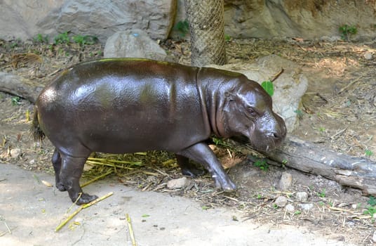 pygmy hippo in captive environment