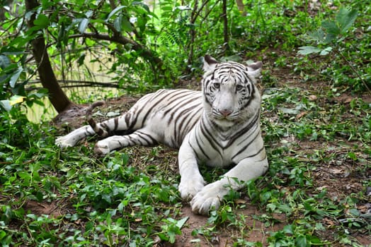 female white bengal tiger resting in nature