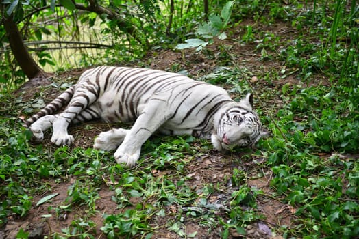 female white bengal tiger resting in nature