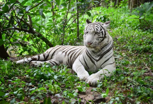 female white bengal tiger resting in nature