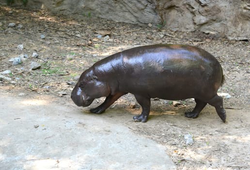 pygmy hippo in captive environment