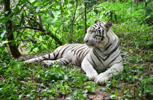 female white bengal tiger resting in nature