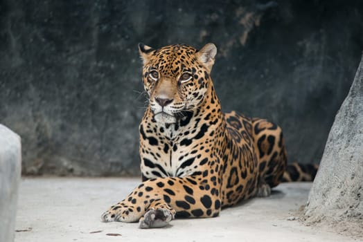 jaguar ( Panthera onca ) in zoo