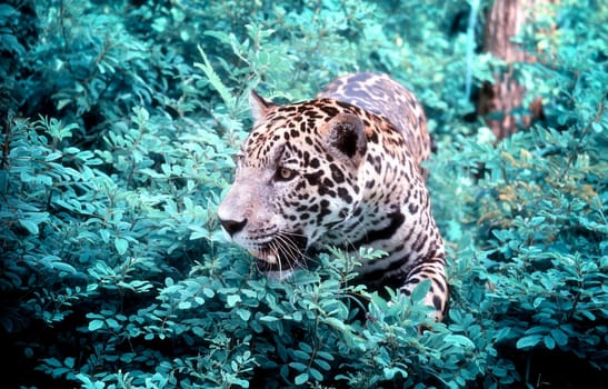 jaguar ( Panthera onca ) in nature
