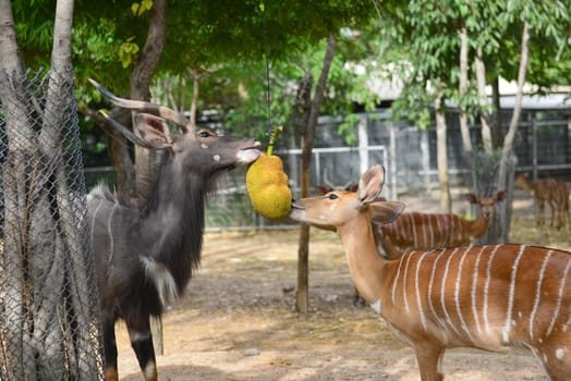 male and female eating jackfruit in zoo