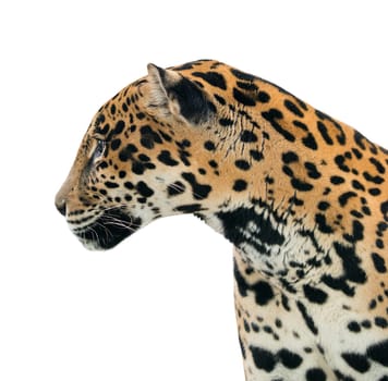 jaguar ( Panthera onca ) isolated on white background