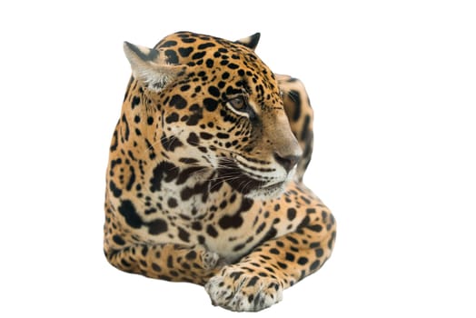 jaguar ( Panthera onca ) isolated on white background