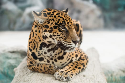 jaguar ( Panthera onca ) in zoo
