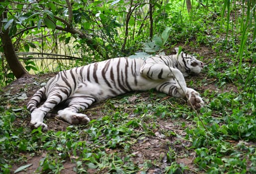 female white bengal tiger resting in nature