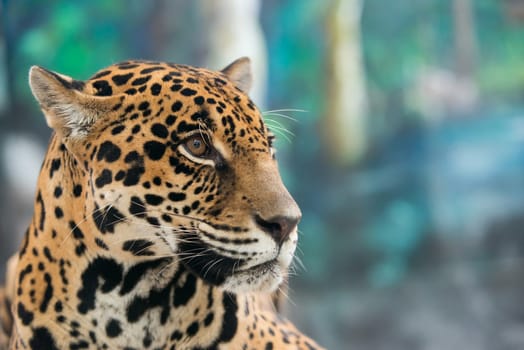 jaguar ( Panthera onca ) in zoo