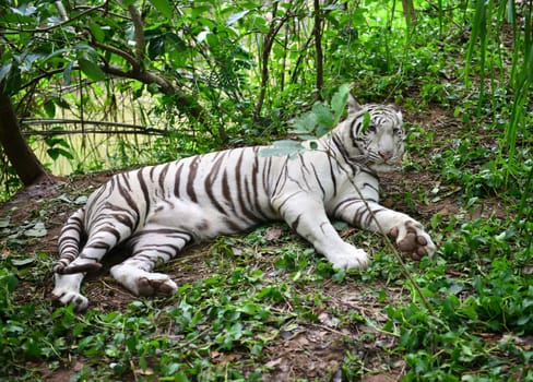 female white bengal tiger resting in nature