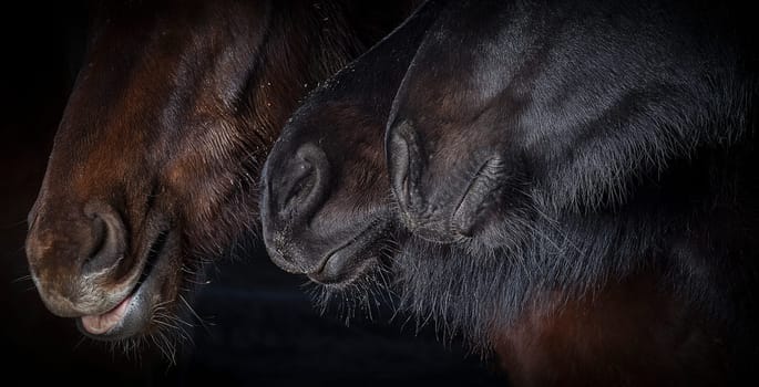 Horse noses