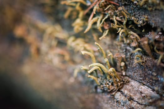 Macro view moss on dead wood with very low depth of field