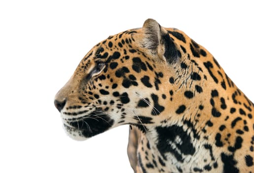 jaguar ( Panthera onca ) isolated on white background