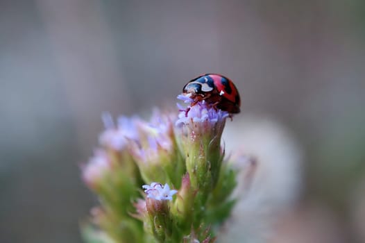 A ladybird standing on top of a flower of eupatorium catarium and eating petals