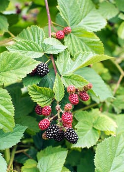 fresh bunch of blackberries growing in a garden