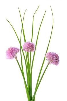Chibof with flowers exposed against a white background (Allium schoenoprasum)