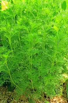 Eberraute (Artemisia abrotanum),in the herb garden