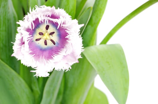 pink tulips on white background