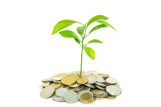 plant in coins  isolated on white background