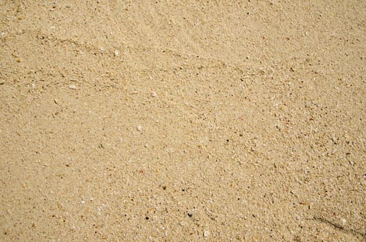 Close up shot of coral sand