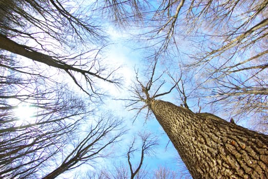beautiful winter forest  and sky