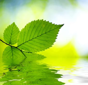 green leaves background in sunny day