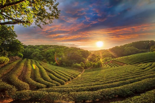Tea plantation valley at dramatic pink sunset sky in Taiwan for adv or others purpose use