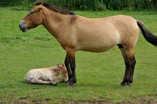 The Przewalski's horse with Foals