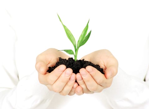 plant in female hands isolated on white background