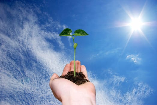 plant in the hand on sky background