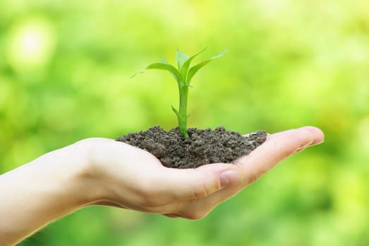 plant in the hand on  green background