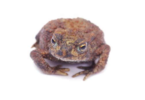 frog on a white background