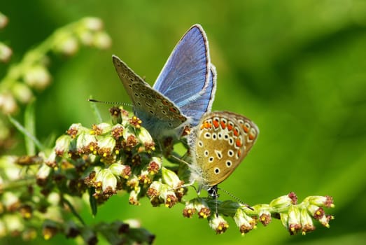 butterfly on a green leaf
