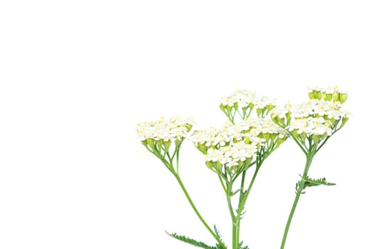 young green plant against white background