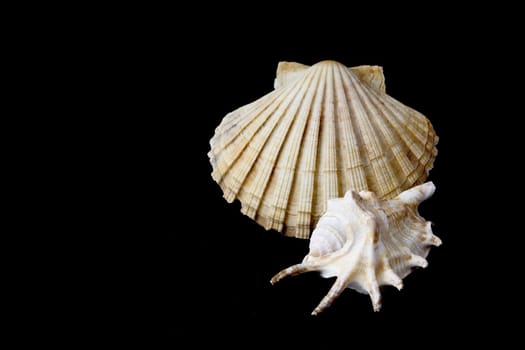 Closeup view of the sea shells on a black background.