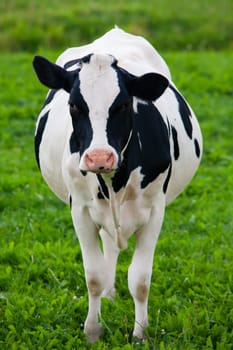 Dutch cow in the meadow.