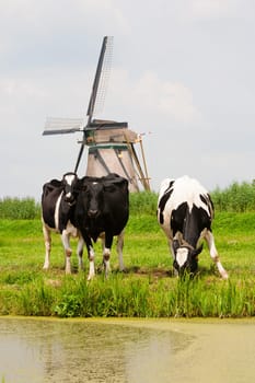 Dutch cows in the meadow near a traditional windmill in Groot-Ammers, the Netherlands.