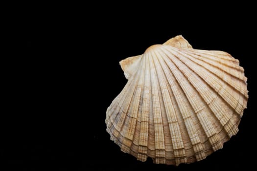 Closeup view of the sea shell on a black background.
