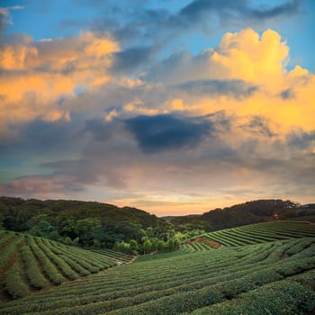 Tea plantation valley at dramatic pink sunset sky in Taiwan for adv or others purpose use