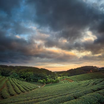 Tea plantation valley at dramatic pink sunset sky in Taiwan for adv or others purpose use