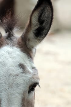 The Donkey