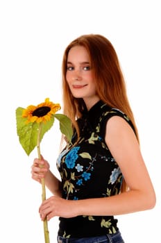 A lovely brunette woman holding a single sunflower in her hand, standing.isolated for white background..