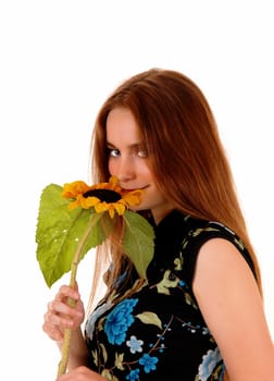 A closeup portrait picture of a pretty woman with brunette hair, holding.a single sunflower to her nose, isolated for white background..