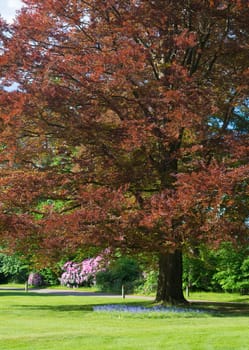 copper beech tree in a park in spring time
