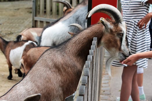 The goat feeding