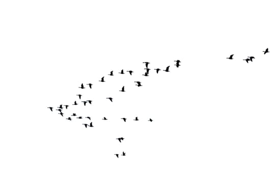 The photograph of a swarm of isolated wild geese in flight formation.