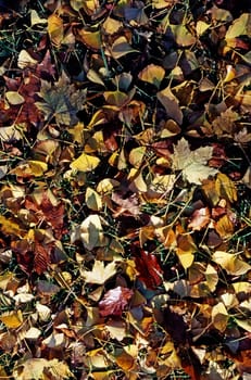 Dry autumn leaves  in forest