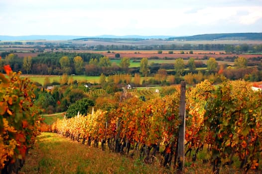 Vineyard in Autumn round Sopron, Hungary
