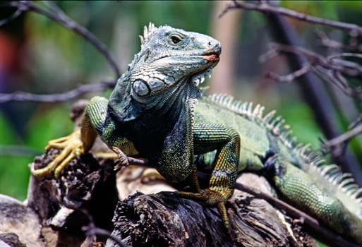 Green Iguana in tropical forest